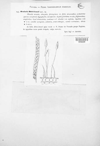 Ramularia holci-lanati image